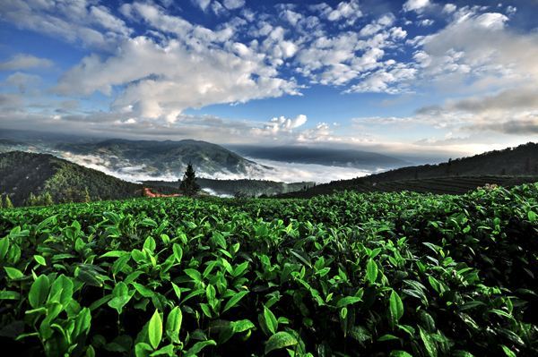 喝古樹茶還是臺地茶?看看茶葉怎么說!
