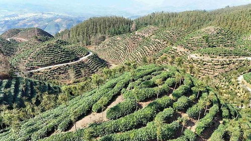 2025年茶產業高質量發展大會暨第四屆貴州 晴隆早春茶 全國采購商系列活動舉行