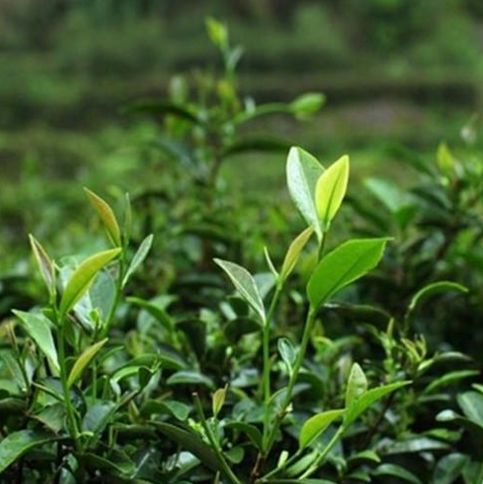 愛茶之人,茶桌上必定會有幾款好茶葉,讓喝茶更顯品味