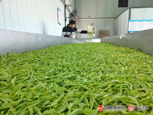 搶 鮮 開采 玉林春茶來了