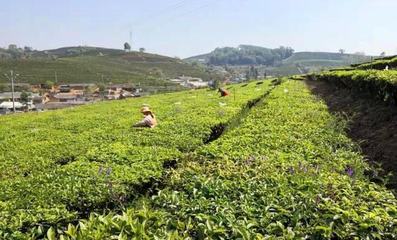 一周茶事丨【茗聞天下·茶訊微周刊】第二百八十一期