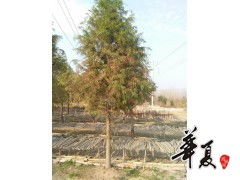 中山杉ф8 10 12 14 cm 大量供應 供應產品 天長市榮沁苗木種植專業合作社