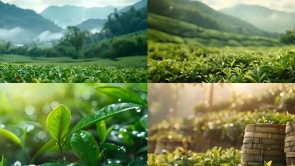 信陽毛尖茶信陽毛尖茶