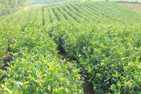 茶茶樹茶園
