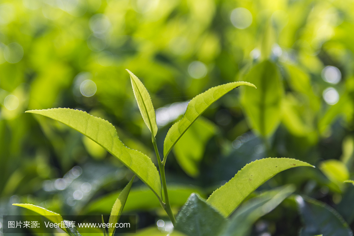 喀拉拉邦穆納爾的茶葉作物特寫
