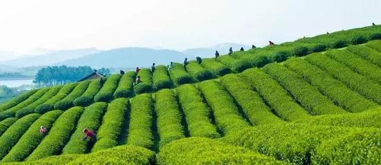 最美茶園:宜興市陽羨茶產(chǎn)業(yè)園
