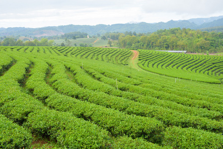 茶園相似素材圖片-攝圖新視界