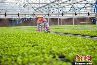 國內單體最大植物種苗工廠在福建投產(chǎn) 圖