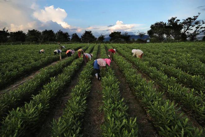 良品鋪子楊銀芬:目標十年十倍!休閑零食的“執(zhí)牛耳者”?| 大咖下午茶