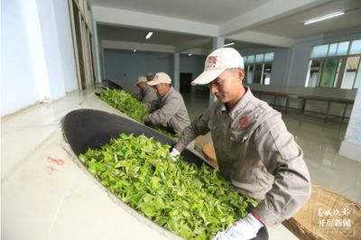 高質量發(fā)展看西雙版納 | 勐海陳升茶業(yè):打造"花園式工廠",彰顯綠色發(fā)展擔當
