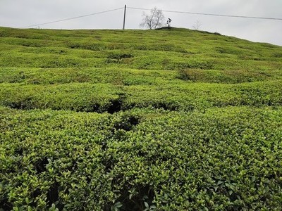茶葉種植基地