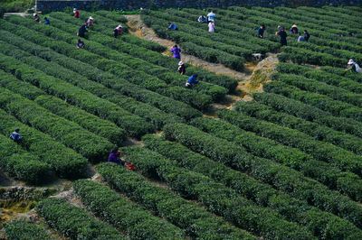 秀山洪安鎮(zhèn)萬畝茶葉開采