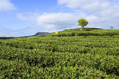 茶葉種植