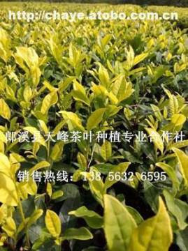 黃金茶,價格,廠家,供應商,其他茶葉及制品,郎溪縣天峰茶葉種植專業(yè)合作社 熱賣促銷 阿土伯網(wǎng)