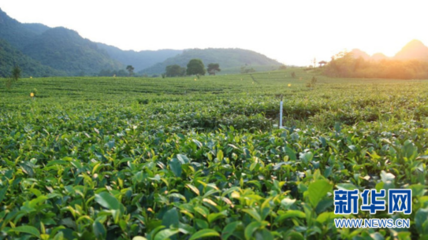 第十五屆中國茶業(yè)經(jīng)濟年會暨2019中國英德紅茶文化節(jié)10月將在英德舉辦