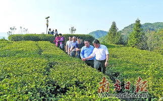 省高山烏龍茶標準化示范區(qū)通過驗收