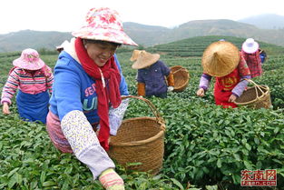 福建霞浦 茶農忙采 元宵茶