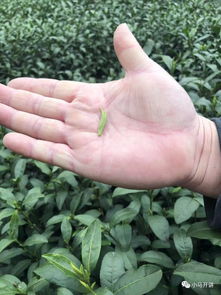 受天氣影響 茶葉采摘延遲 水稻播種延遲......