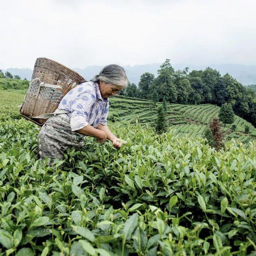 從茶園到新茶飲 多方聚力共探蒙頂山茶產業(yè)振興之路