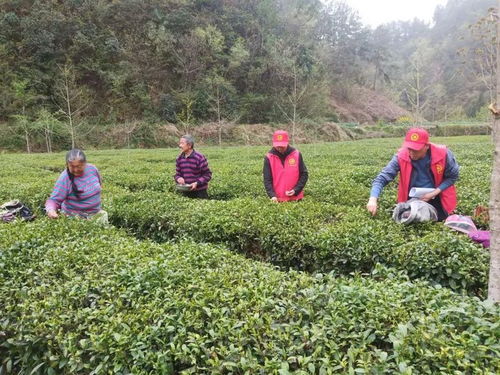 西鄉(xiāng)縣做好茶文章 走出致富路