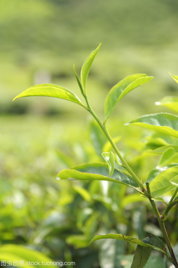 綠茶葉