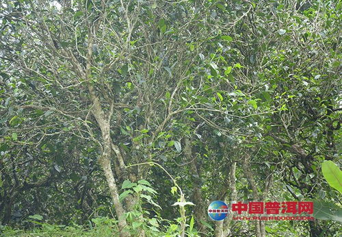 云南普洱茶名山中小葉茶的種植地與特色分析