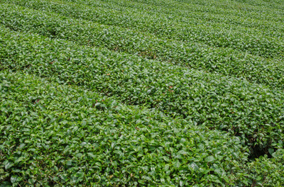 在泰國北部的茶葉種植園
