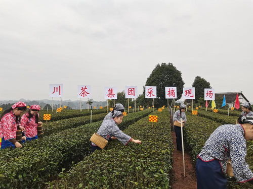 茶產業年產值80億 宜賓翠屏早茶今年又攬金1.5億,已有3000年種茶史