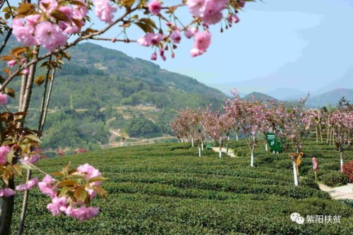朱老板 家 搶茶 忙