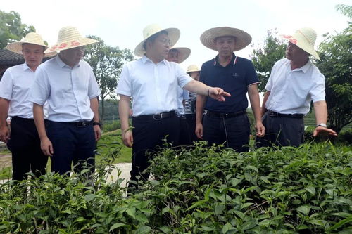 南寧市市長孫大光到大明山茶園景區調研
