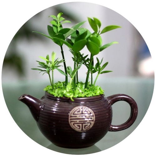 廣場舞也能養心 擁有一個愛好,對身體有多重要
