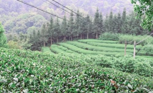茶香四溢畬族村 種好增收 金葉子 走穩振興 好路子