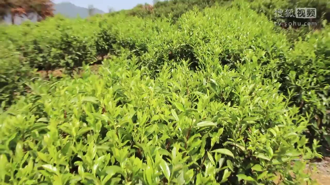 鳳凰單叢茶茶產(chǎn)區(qū)茶園風景-旅游-
