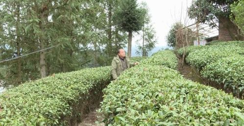 低溫天氣影響茶葉種植,三江部分春茶上市預計推遲