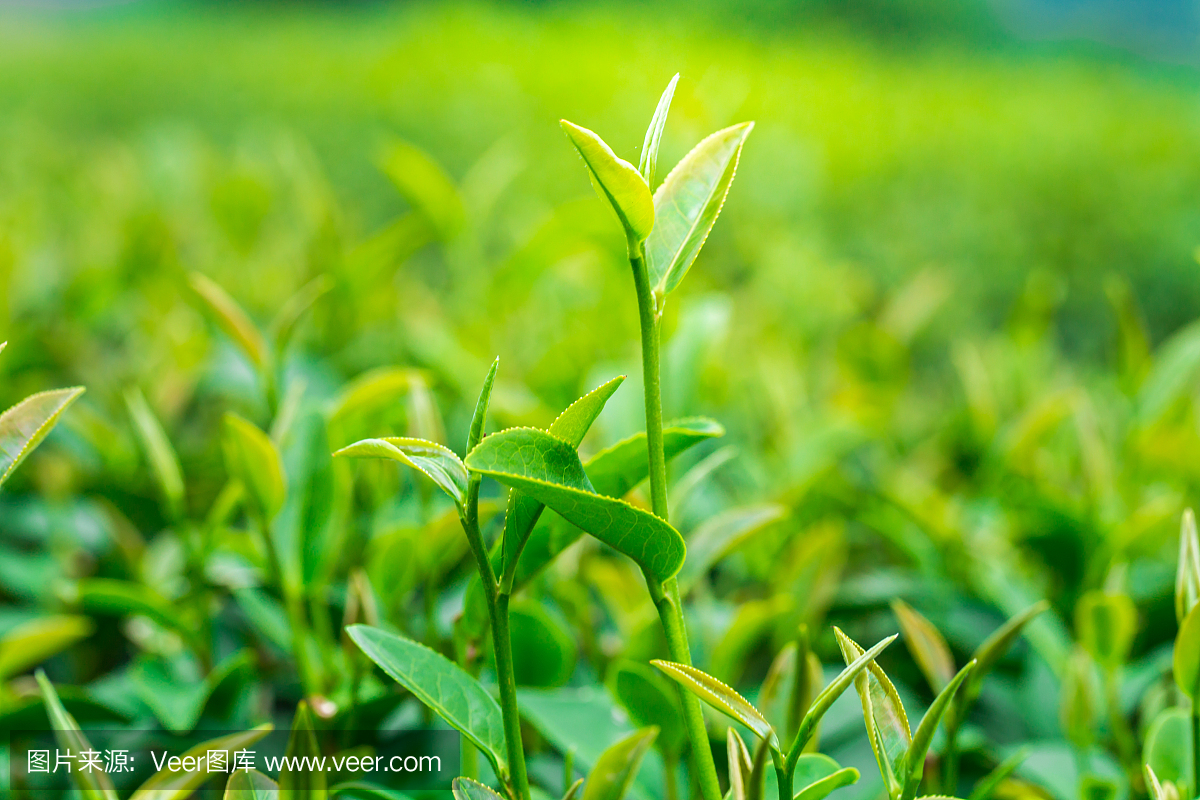 茶葉在一個種植園的特寫