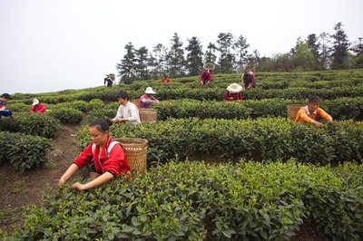 【“一村一品”新鄉村】江津區天水村:茶山變金山