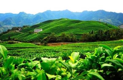 竹山綠茶-得勝鎮圣水村茶葉-“中國高香型生態綠茶”之鄉竹山縣