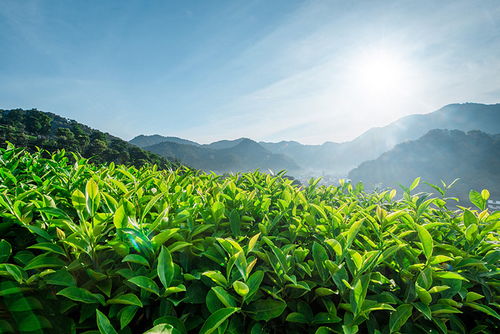 重磅 茶產業s2b2c平臺壹號茶園內測上線,塑行業發展生態圈