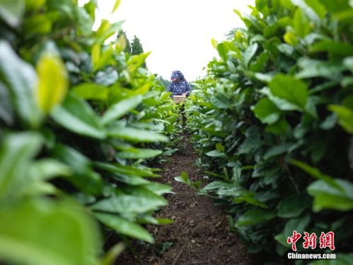 山東日照 茶香盈山海 茶旅融合繪新篇
