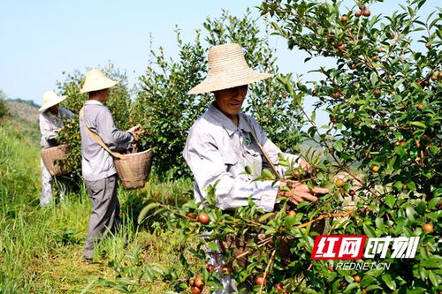 常德茶油團體標準出臺 品牌建設吹響集結號