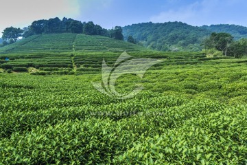 西湖龍井茶