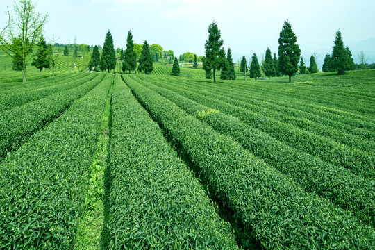 茶葉種植基地