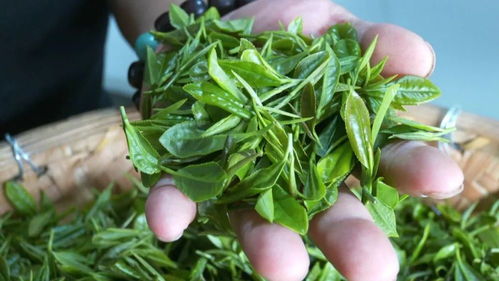 30年匠心 黃陂制茶匠人助農富一方