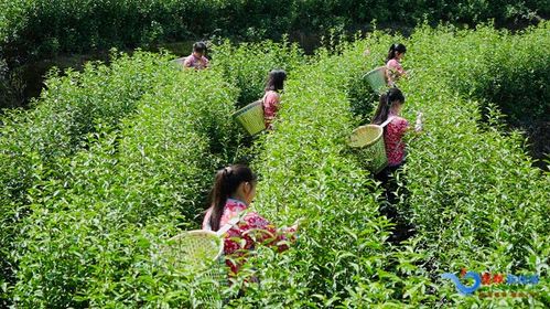 柳坪鄉(xiāng) 明前茶 香滿山 茶農茶事忙