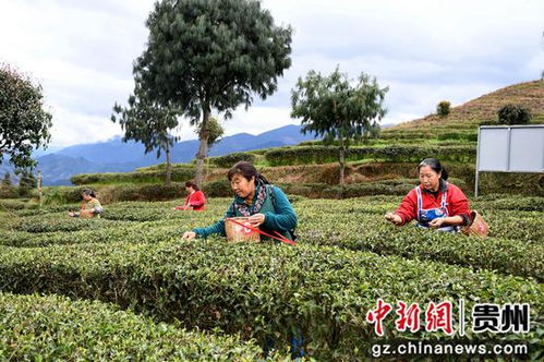 貴州道真 春茶開采