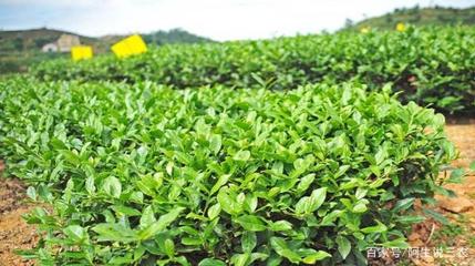 阿生說三農:茶葉需求量很高,喝茶的人很多,它是怎樣種出來的?