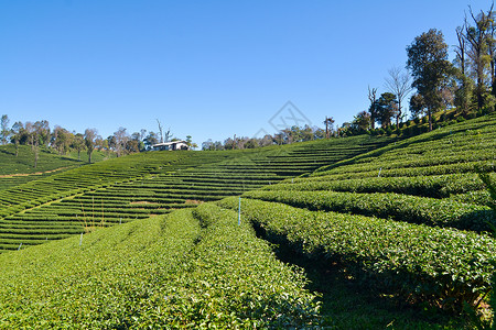 茶葉茶具