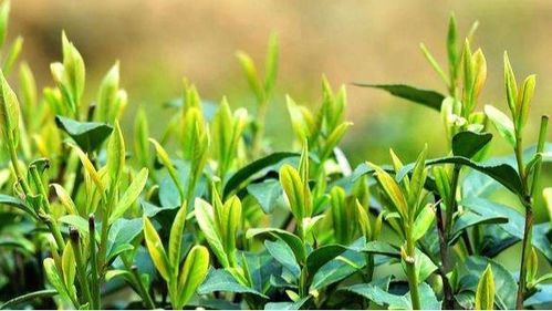 茶葉種植施肥技術,茶樹用什么肥料長得快