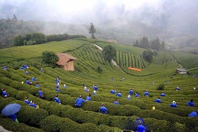 布央仙人山茶場如此壯觀的千人采茶場面就不信你不點