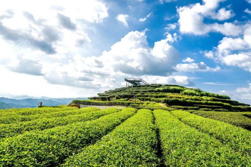 來廣東大埔享受自在旅途 茶葉